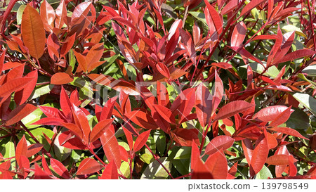 A spring texture background featuring vibrant autumn foliage. A spring texture background featuring vibrant autumn foliage. 139798549