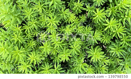 A natural texture background featuring densely packed leaves of Japanese yew and Japanese yew. A natural texture background featuring densely packed leaves of Japanese yew and Japanese yew. 139798550