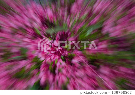 Azalea ICM Azalea ICM 139798562