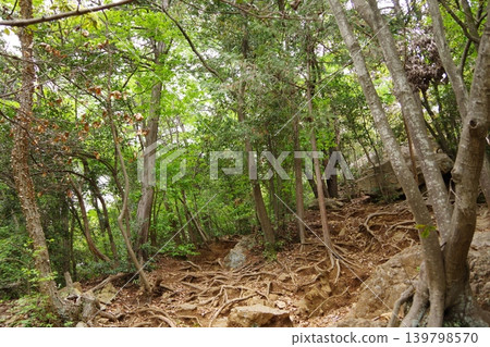 A tree that has fallen by the typhoon 139798570