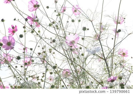 Cosmos swaying in the wind Cosmos swaying in the wind 139798661