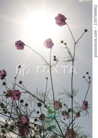 Cosmos swaying in the wind Cosmos swaying in the wind 139798662