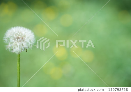 White dandelion fluff White dandelion fluff 139798738