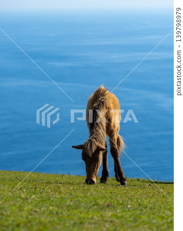 Wild horses grazing in a pasture. Wild horses grazing in a pasture. 139798979