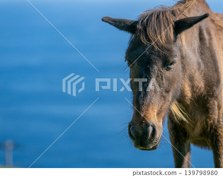 A close-up of a wild horse against the backdrop of the blue sea. A close-up of a wild horse against the backdrop of the blue sea. 139798980