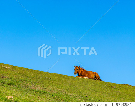 Horses resting in a meadow under a blue sky Horses resting in a meadow under a blue sky 139798984