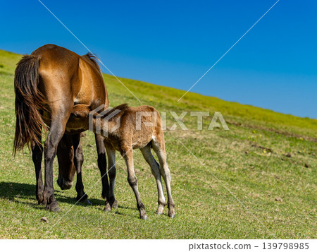 一匹母馬和她的小馬駒依偎在草地上。 139798985