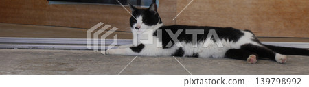 A calico cat stretches out and relaxes on the floor; a community cat on Senaga Island, Tomigusuku City, Okinawa Prefecture. A calico cat stretches out and relaxes on the floor; a community cat on Senaga Island, Tomigusuku City, Okinawa Prefecture. 139798992
