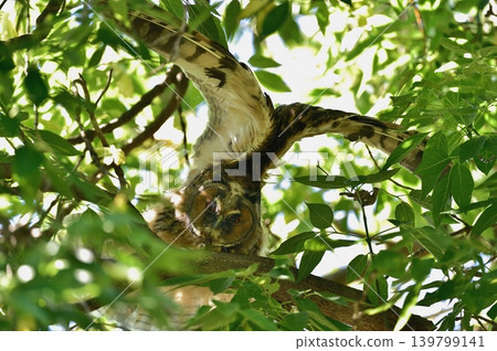 Long-eared owl in angel pose Long-eared owl in angel pose 139799141
