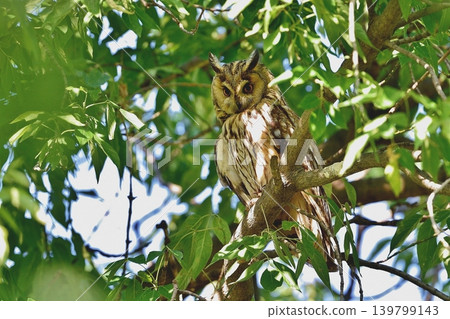A tense long-eared owl A tense long-eared owl 139799143