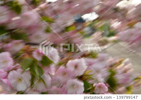 櫻花在風中 櫻花在風中 139799147