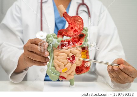 Digestive system with stomach and intestine, Asian doctor holding human anatomy model. Digestive system with stomach and intestine, Asian doctor holding human anatomy model. 139799338