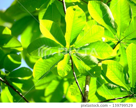 Fresh green and eco image Fresh green and eco image 139799529