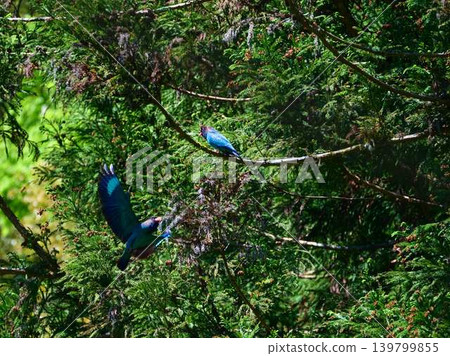 Flying Forest Jewel Roller Flying Forest Jewel Roller 139799855