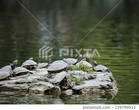 龜類：紅耳龜（Trachemys scripta elegans） 139799915