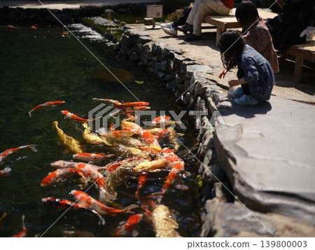 Children feeding carp with their families Children feeding carp with their families 139800003