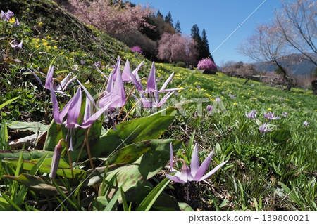 這是一個紫羅蘭、山梅花和櫻花盛開的村莊。 這是一個紫羅蘭、山梅花和櫻花盛開的村莊。 139800021