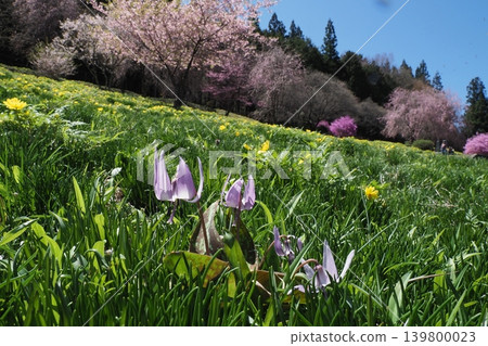 Dogtooth violet flowers, cherry blossoms, Adonis flowers, and a blue sky Dogtooth violet flowers, cherry blossoms, Adonis flowers, and a blue sky 139800023