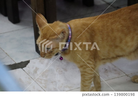 Orange Tabby Cat with Purple Collar Orange Tabby Cat with Purple Collar 139800198