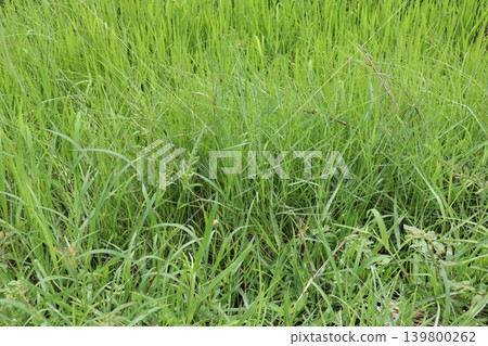 Lush Green Grass Field Close-up Lush Green Grass Field Close-up 139800262