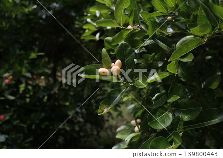 Green Foliage with Small Fruits Green Foliage with Small Fruits 139800443