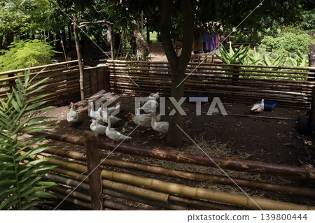 Bamboo Enclosure with White Ducks in Tropical Garden Bamboo Enclosure with White Ducks in Tropical Garden 139800444