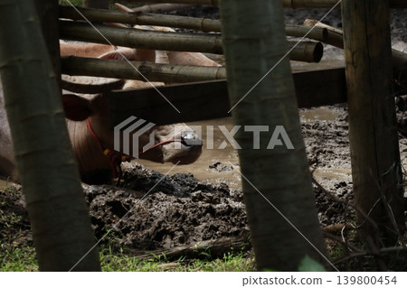 Pig in Bamboo Enclosure Near Mud Pond Pig in Bamboo Enclosure Near Mud Pond 139800454