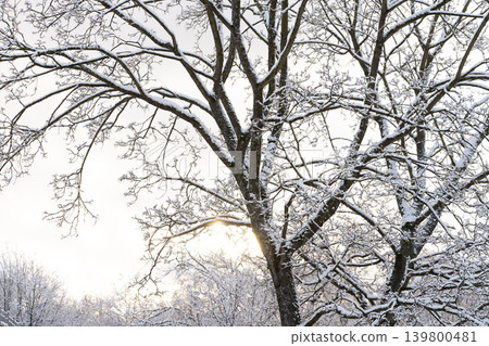 The sun breaks through the snow-covered branches of trees. Winter landscape. 139800481