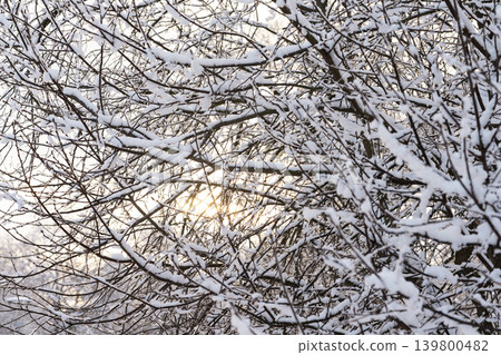 The sun breaks through the snow-covered branches of trees. Winter landscape. The sun breaks through the snow-covered branches of trees. Winter landscape. 139800482