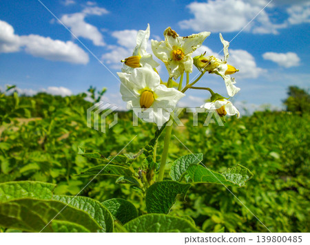 Potato plant with blooming white flowers on the farm field. Potato plant with blooming white flowers on the farm field. 139800485