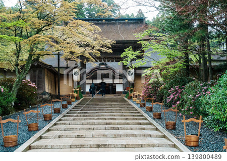 Rhododendrons blooming at Kongobu-ji Temple, Mount Koya 139800489