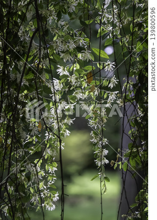 White flowers of Loropetalum chinense White flowers of Loropetalum chinense 139800596