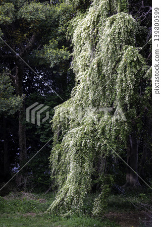 White flowers of Loropetalum chinense White flowers of Loropetalum chinense 139800599