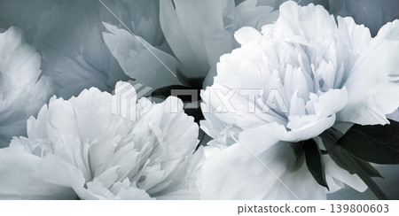 Floral spring background.  Peonies flowers and petals flowers. Close-up.  Greeting card. Nature. 139800603