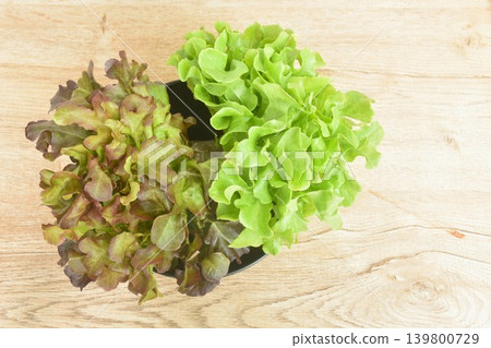 fresh red and green oak vegetable salad with drop of water arranging on bowl fresh red and green oak vegetable salad with drop of water arranging on bowl 139800729
