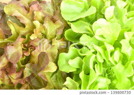 fresh red and green oak vegetable salad with drop of water arranging on bowl fresh red and green oak vegetable salad with drop of water arranging on bowl 139800730