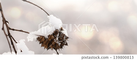 Tree branches in the snow. Winter landscape. Tree branches in the snow. Winter landscape. 139800813