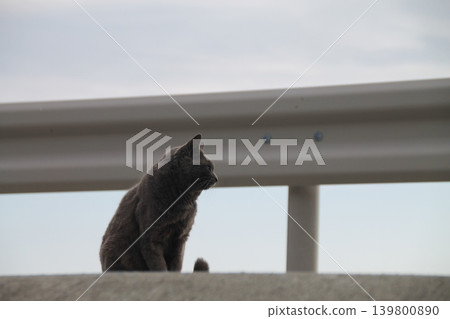 流浪貓 流浪貓 139800890