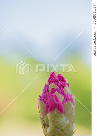 芽的芽 芽的芽 139801117