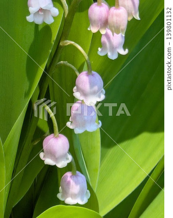 Lily of the valley flowers are in bloom. Lily of the valley flowers are in bloom. 139801132