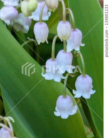 Lily of the valley flowers are in bloom. Lily of the valley flowers are in bloom. 139801133