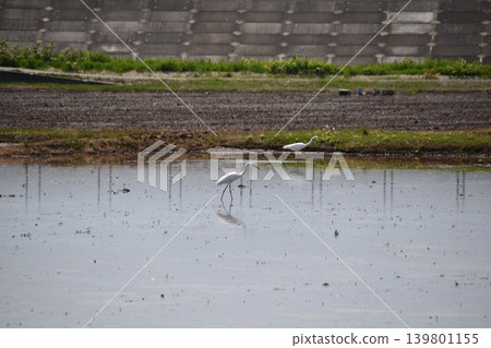 Heron 139801155