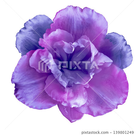 Lily flower on white isolated background with clipping path. Closeup. For design. View from above. Nature. Lily flower on white isolated background with clipping path. Closeup. For design. View from above. Nature. 139801249