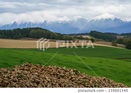 Autumn scenery overlooking the hills and snow-capped mountains of Biei; a field of harvested sugar beets. Autumn scenery overlooking the hills and snow-capped mountains of Biei; a field of harvested sugar beets. 139801540