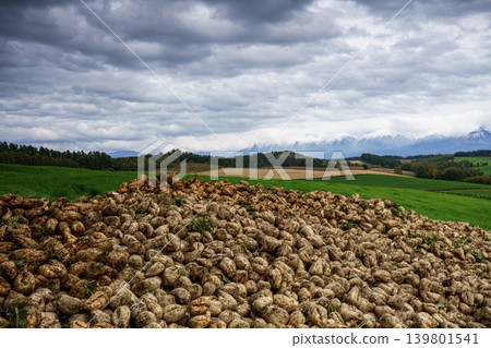 Autumn scenery overlooking the hills and snow-capped mountains of Biei; a field of harvested sugar beets. Autumn scenery overlooking the hills and snow-capped mountains of Biei; a field of harvested sugar beets. 139801541