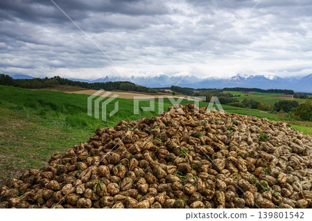 Autumn scenery overlooking the hills and snow-capped mountains of Biei; a field of harvested sugar beets. Autumn scenery overlooking the hills and snow-capped mountains of Biei; a field of harvested sugar beets. 139801542