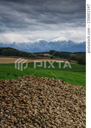 Autumn scenery overlooking the hills and snow-capped mountains of Biei; a field of harvested sugar beets. Autumn scenery overlooking the hills and snow-capped mountains of Biei; a field of harvested sugar beets. 139801547