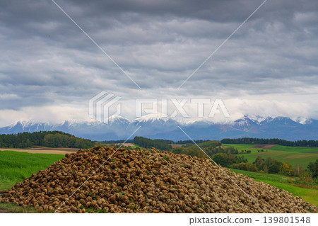 Autumn scenery overlooking the hills and snow-capped mountains of Biei; a field of harvested sugar beets. 139801548