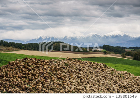 Autumn scenery overlooking the hills and snow-capped mountains of Biei; a field of harvested sugar beets. Autumn scenery overlooking the hills and snow-capped mountains of Biei; a field of harvested sugar beets. 139801549