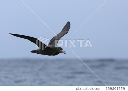 Northern Giant Petrel, Macronectes halli, in flight Northern Giant Petrel, Macronectes halli, in flight 139801559